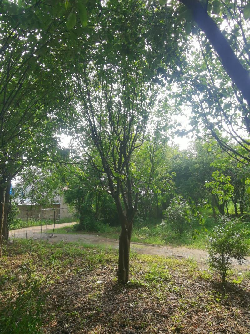 木瓜树：基地现有直径20至35公分木瓜树200棵