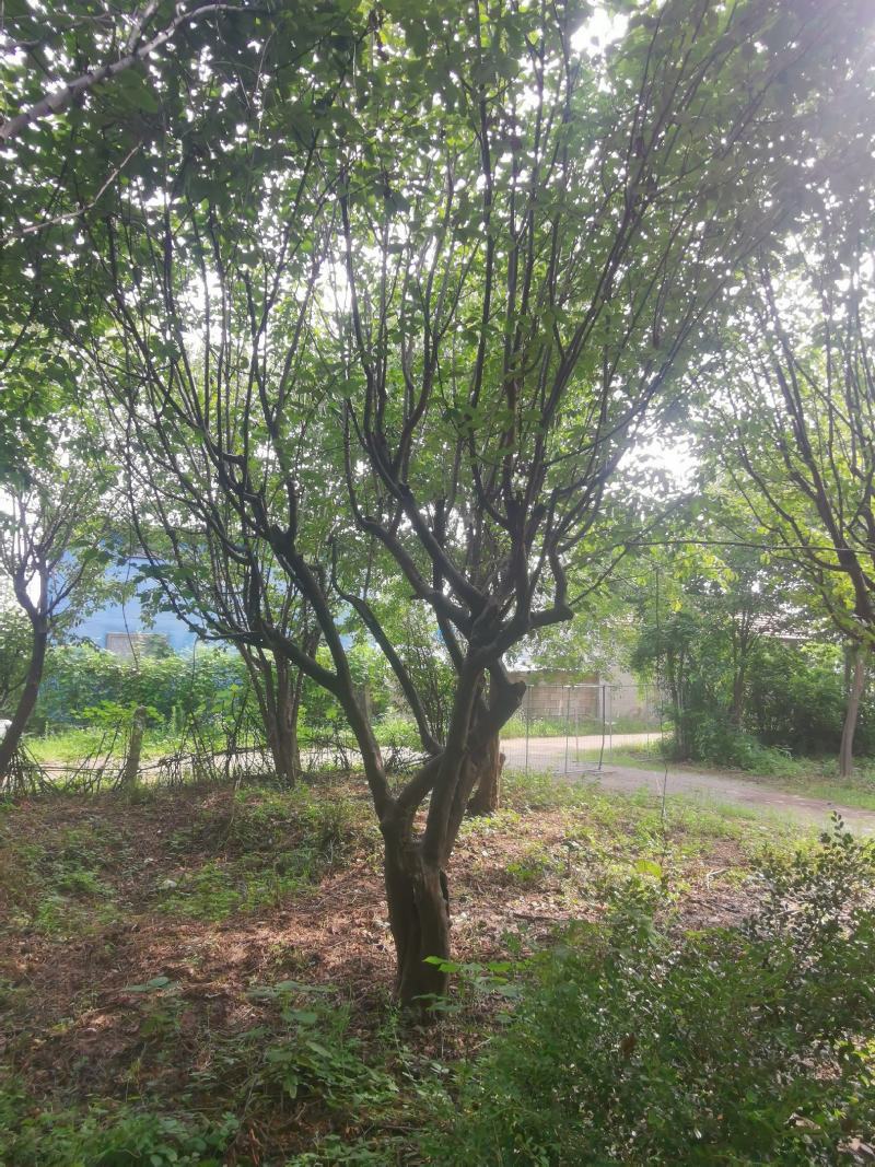 木瓜树：基地现有直径20至35公分木瓜树200棵