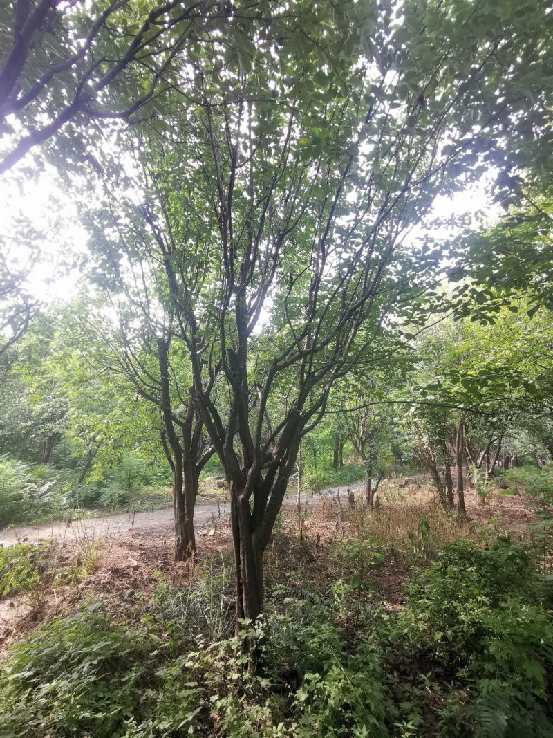 木瓜树：基地现有直径20至35公分木瓜树200棵