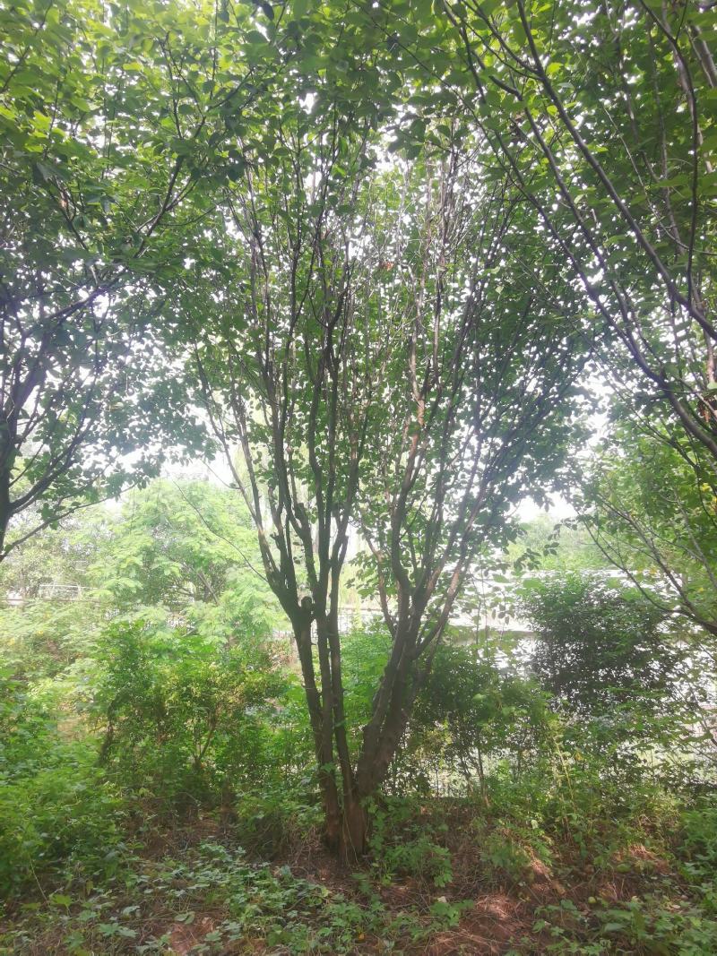 木瓜树：基地现有直径20至35公分木瓜树200棵