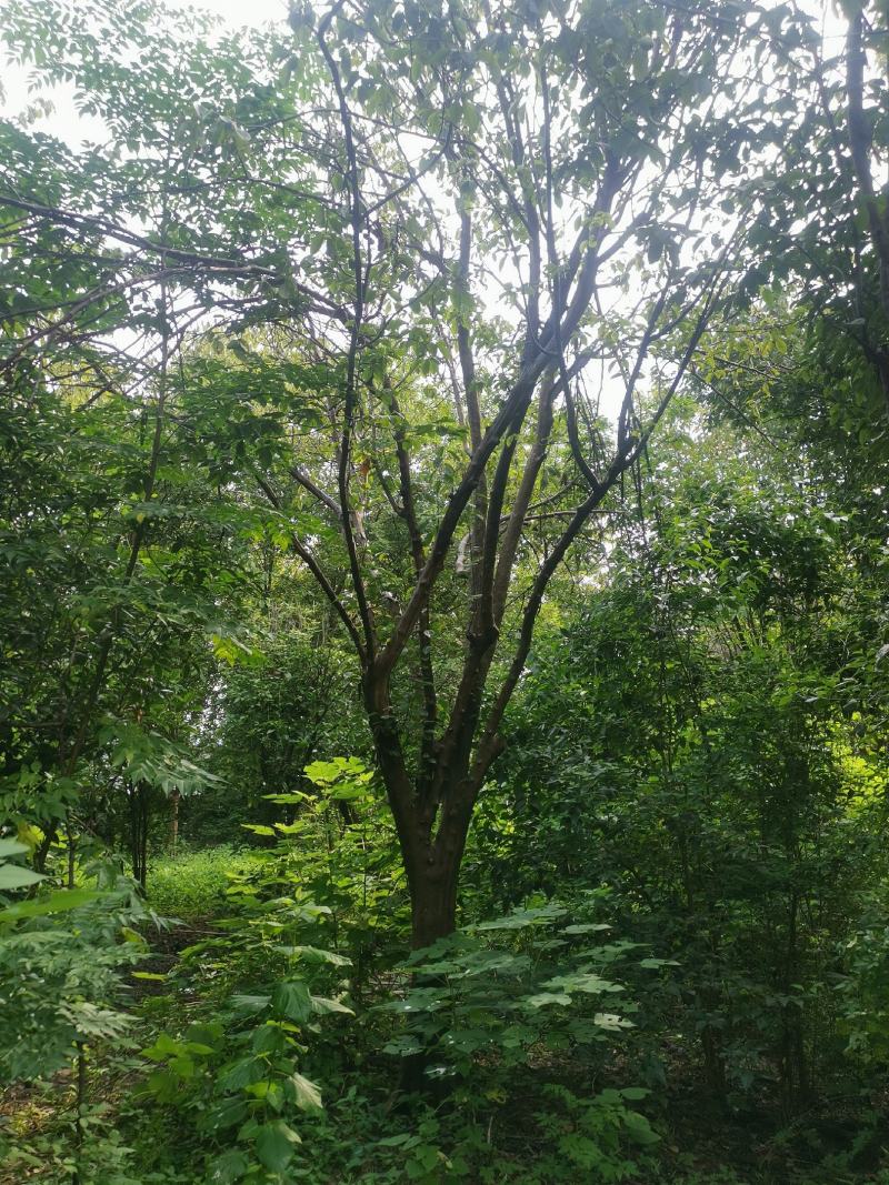 木瓜树：基地现有直径20至35公分木瓜树200棵
