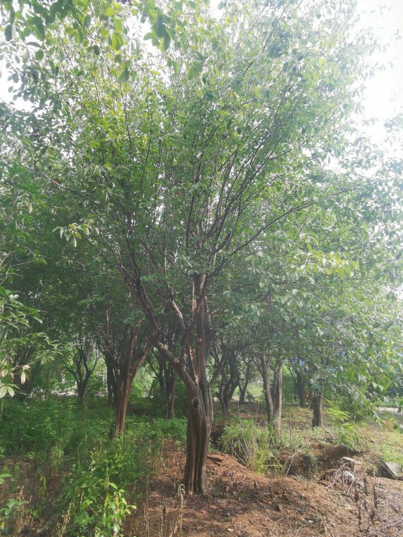 木瓜树：基地现有直径20至35公分木瓜树200棵