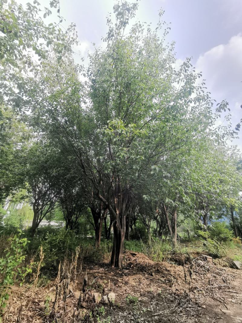 木瓜树：基地现有直径20至35公分木瓜树200棵