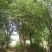 木瓜树：基地现有直径20至35公分木瓜树200棵