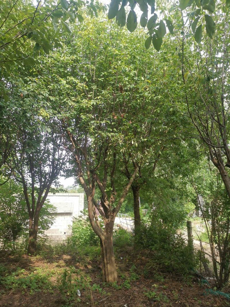 木瓜树：基地现有直径20至35公分木瓜树200棵