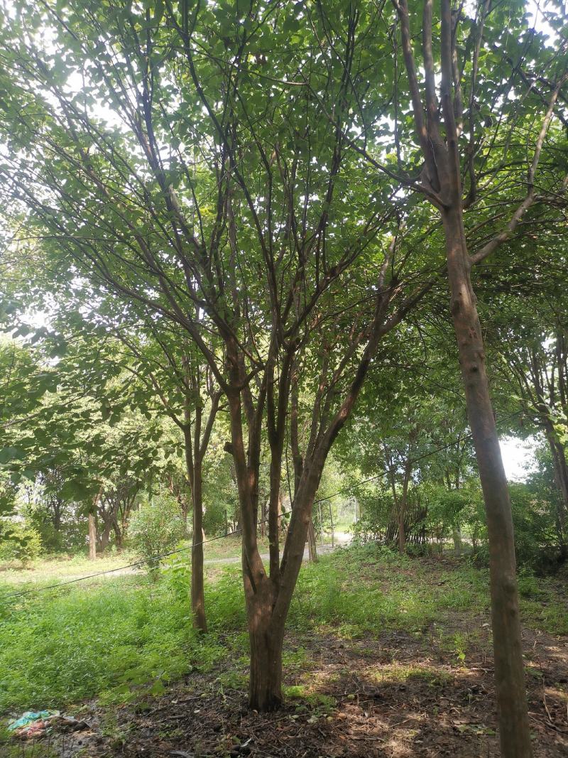 木瓜树：基地现有直径20至35公分木瓜树200棵