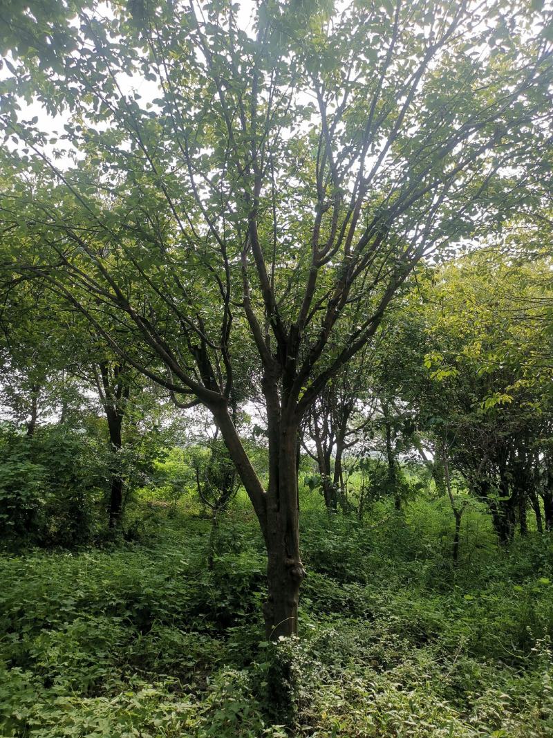木瓜树：基地现有直径20至35公分木瓜树200棵