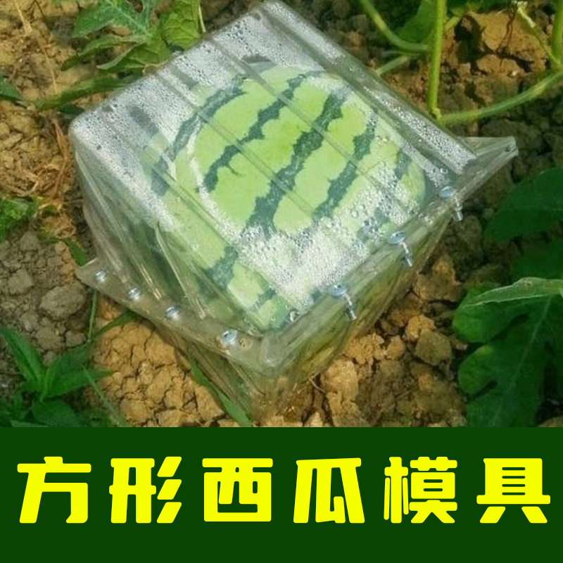 方形西瓜模具正方形西瓜模具水果模具人参果模具