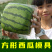 方形西瓜模具正方形西瓜模具水果模具人参果模具