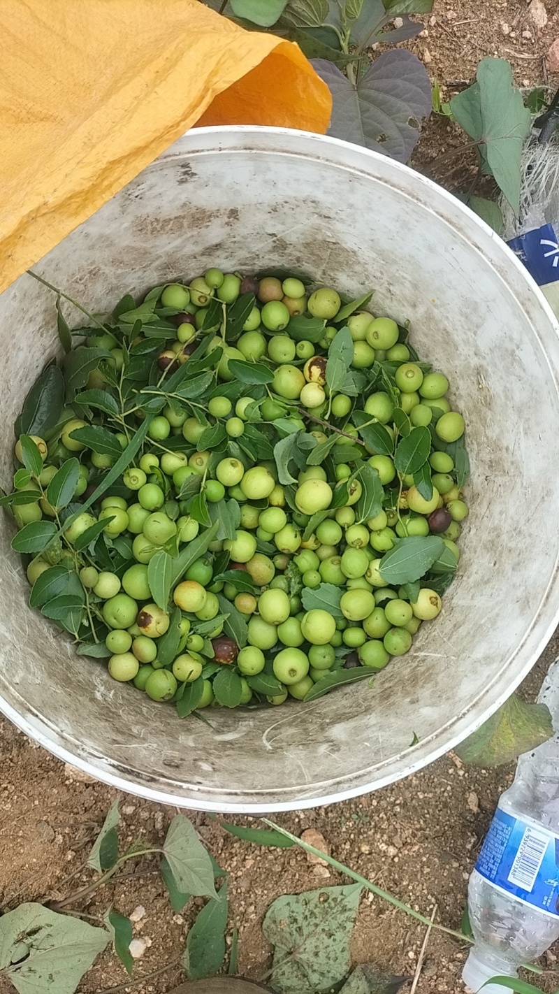 野生酸枣