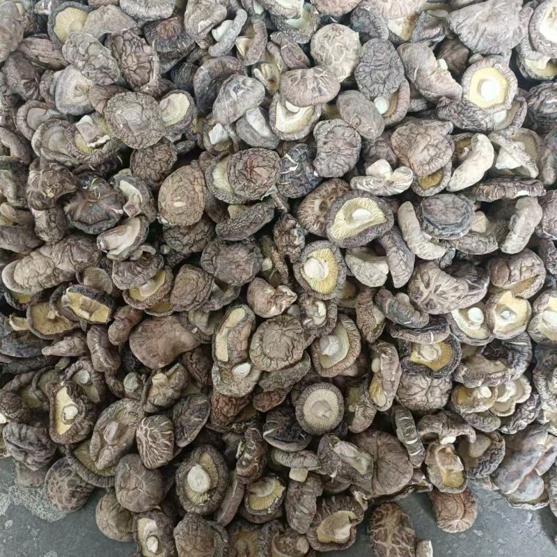 优质板菇货源足价格美对接各级客商按需配货可视频看货