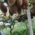 米粮一号猕猴桃开始上市了