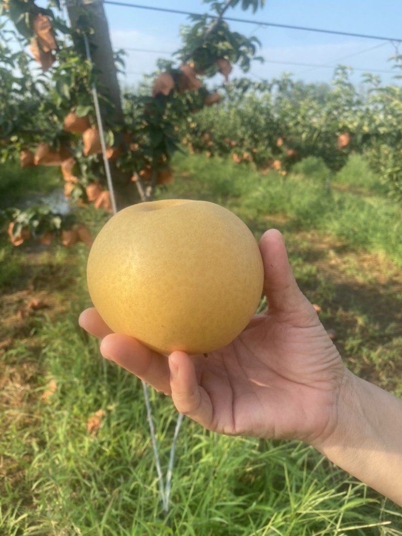【推荐】精品秋月梨产地大量上市直发可视频看货欢迎