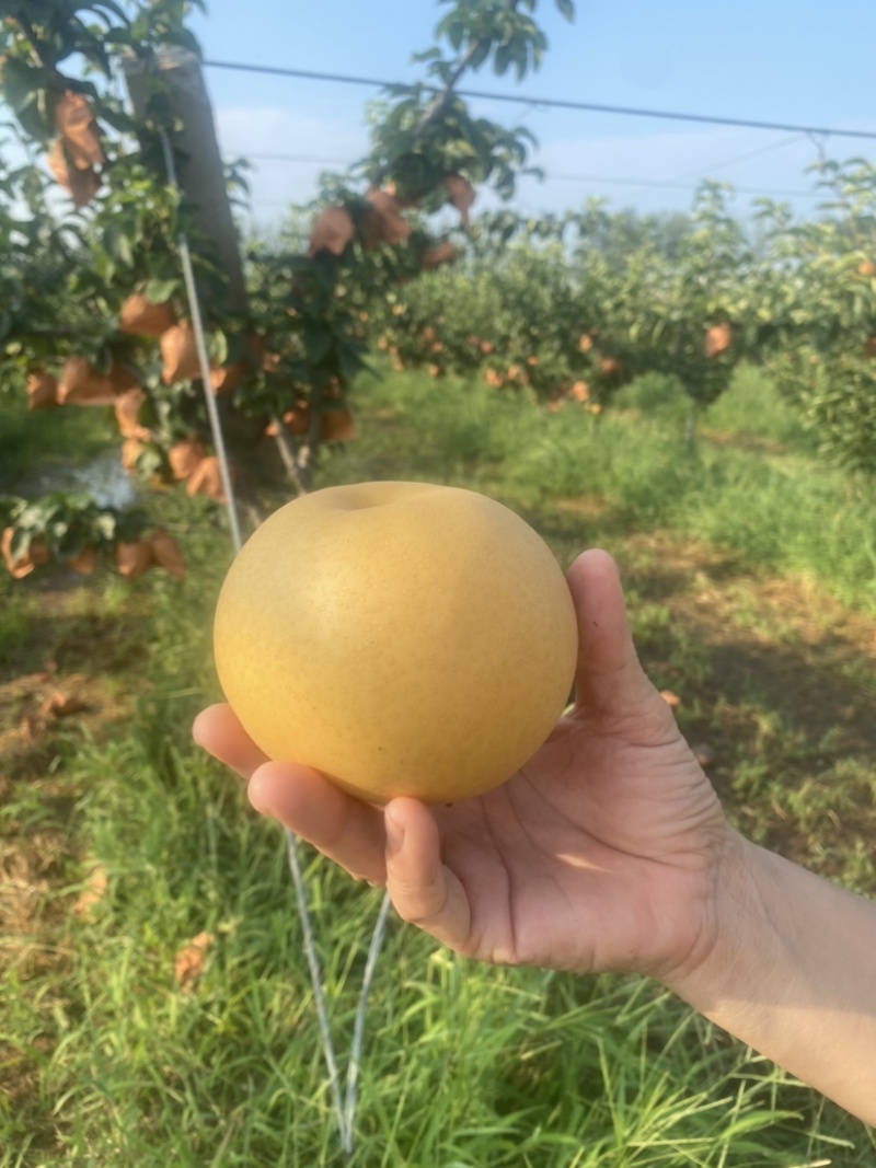 【推荐】精品秋月梨产地大量上市直发可视频看货欢迎