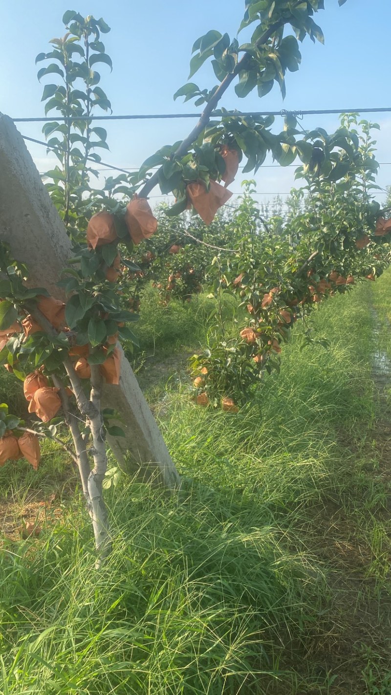 【推荐】精品秋月梨产地大量上市直发可视频看货欢迎