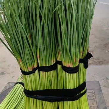 开封精品蒜苔大量上市基地直发量大从优专业代办
