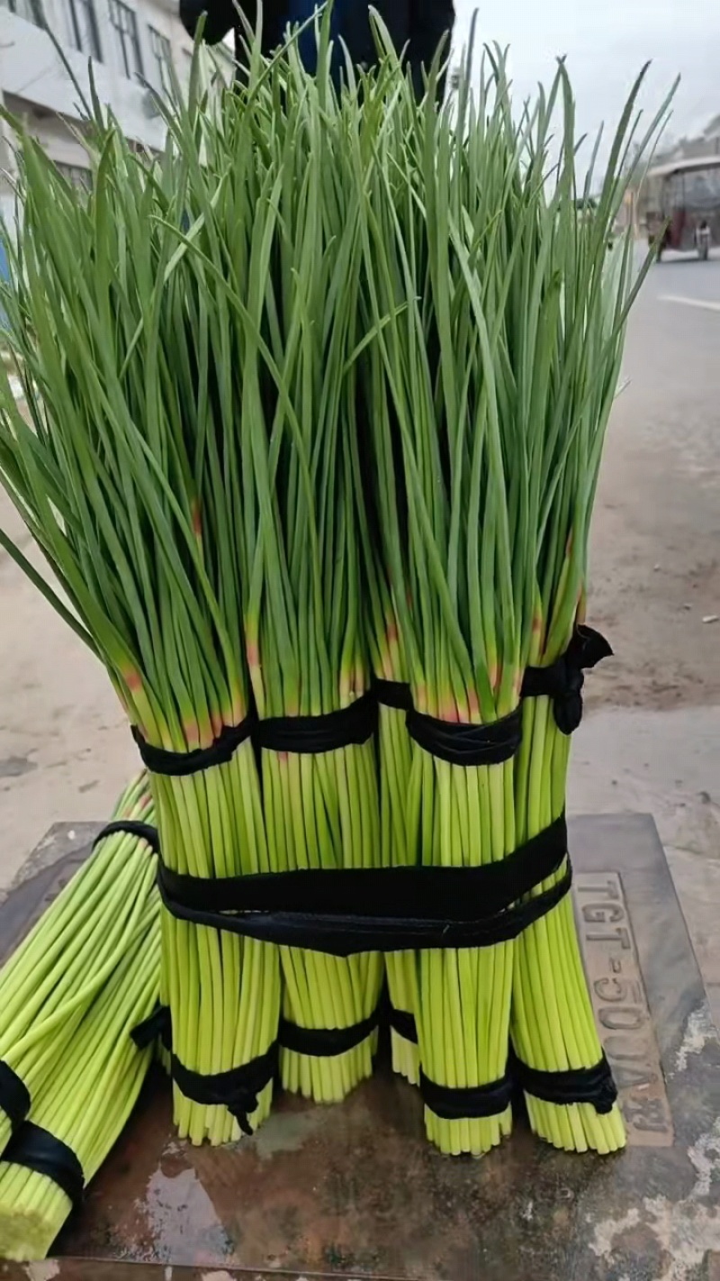 开封精品蒜苔大量上市基地直发量大从优专业代办