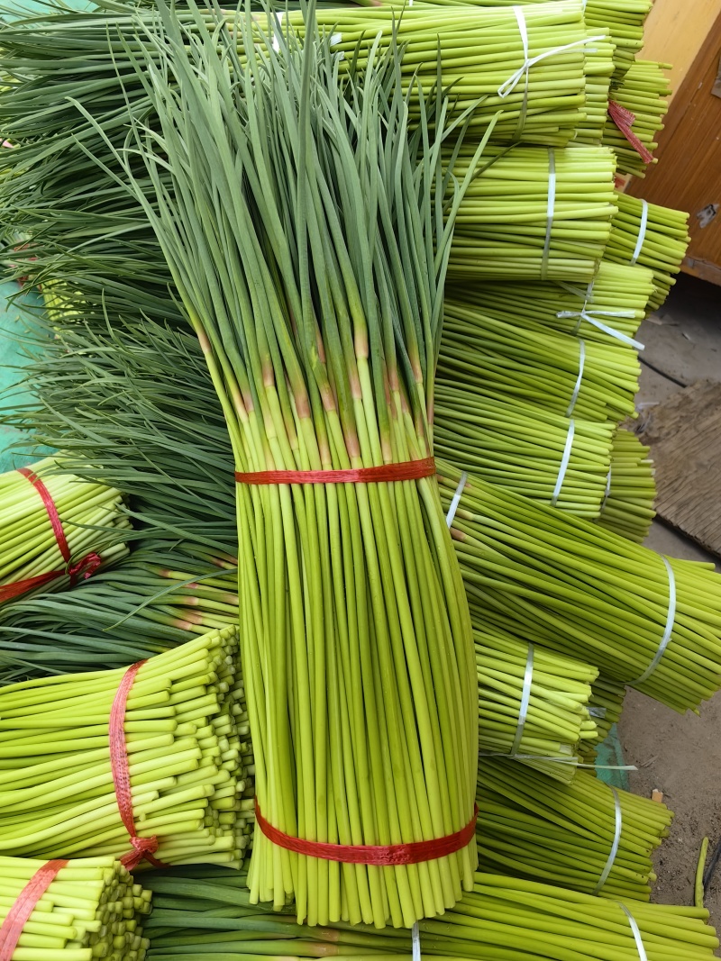 开封精品蒜苔大量上市基地直发量大从优专业代办