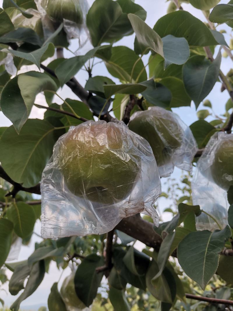 玉露香梨