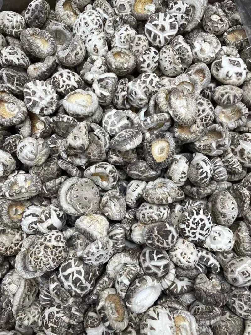 湖北白花菇随州产地一手好货规格全对接各级客商按需配
