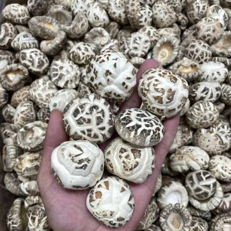 湖北白花菇随州产地一手好货规格全对接各级客商按需配