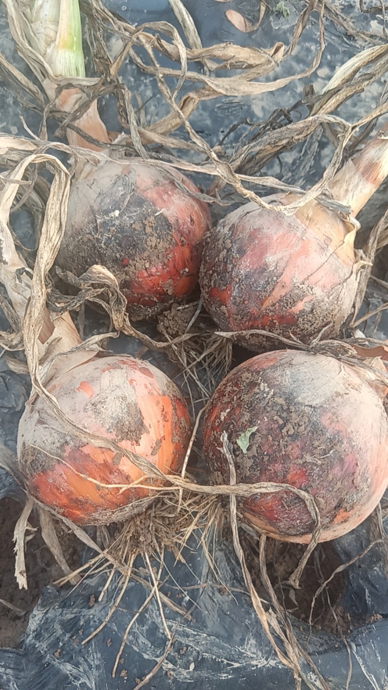 金虎5到8小黄葱