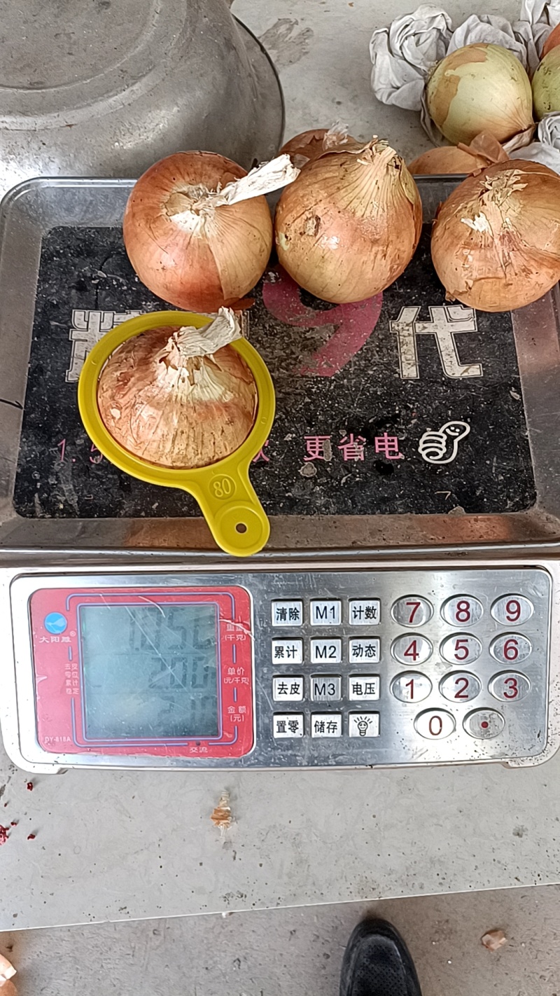 金虎5到8小黄葱