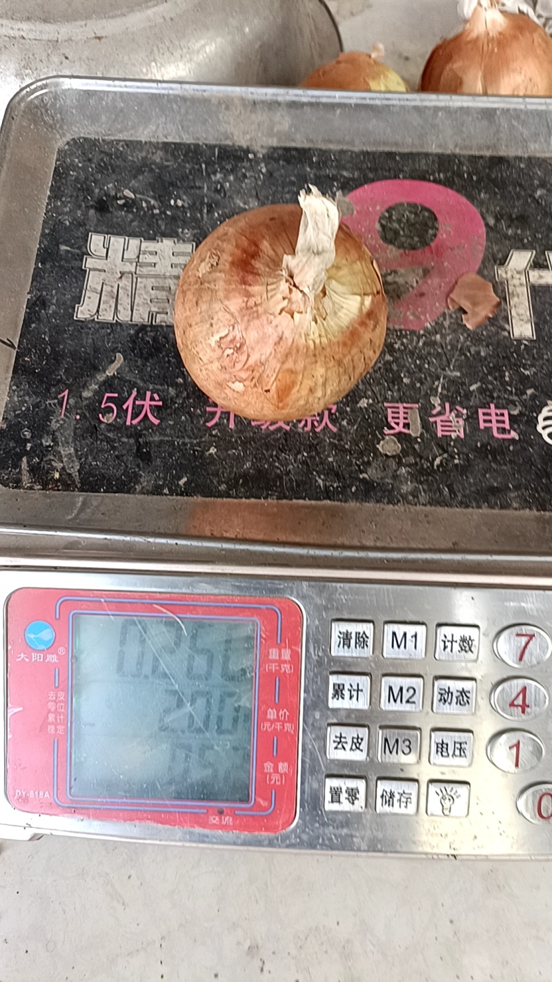 金虎5到8小黄葱