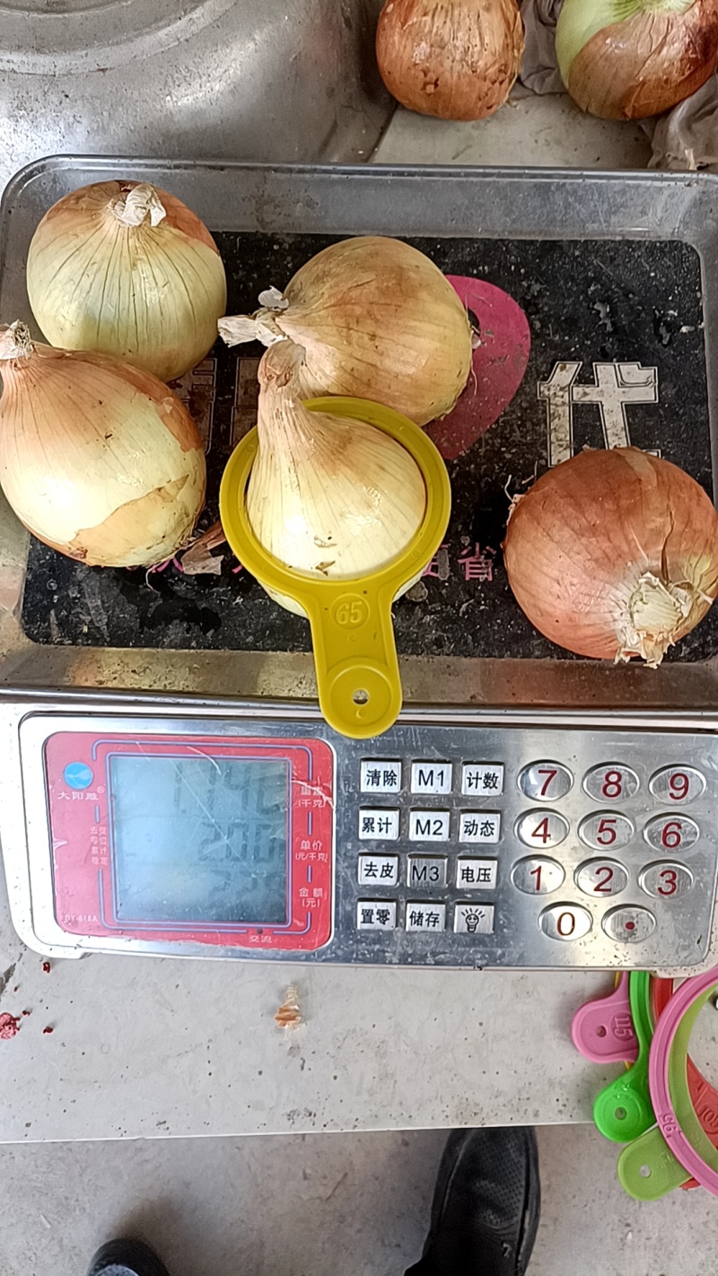 金虎5到8小黄葱