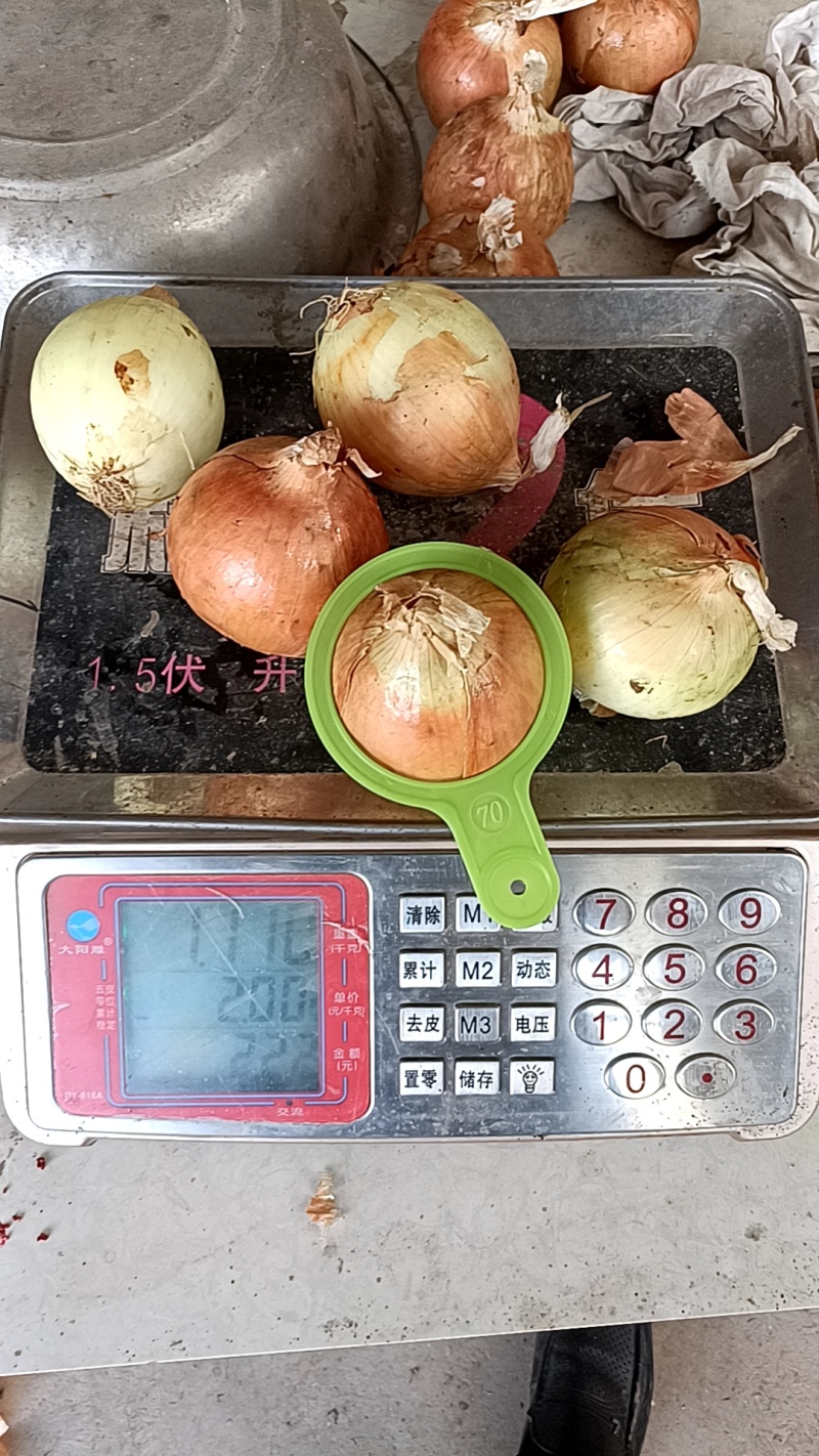 金虎5到8小黄葱