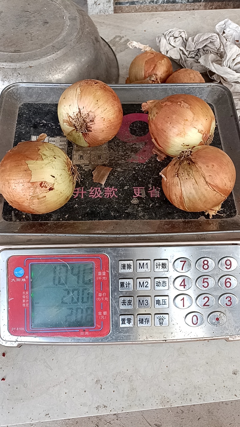 金虎5到8小黄葱