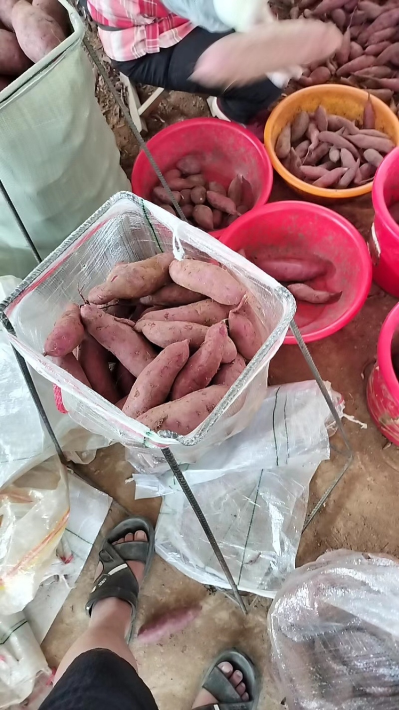 湖北优选紫薯品质保证价格美丽欢迎各位老板长期合作