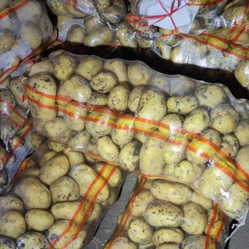 出售内蒙古，黑龙江马铃薯，