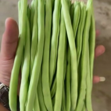 四季豆小金豆一手货源产地直发量大从优可供商超市场
