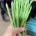 四季豆小金豆一手货源产地直发量大从优可供商超市场