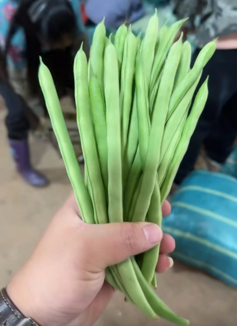 四季豆小金豆一手货源产地直发量大从优可供商超市场