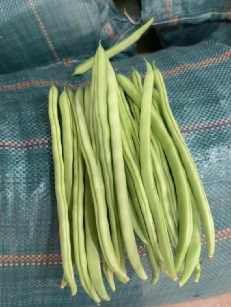 四季豆小金豆一手货源产地直发量大从优可供商超市场