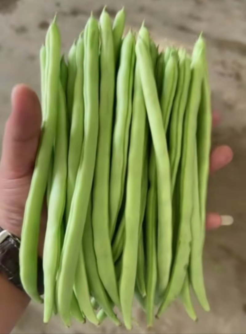 四季豆小金豆一手货源产地直发量大从优可供商超市场