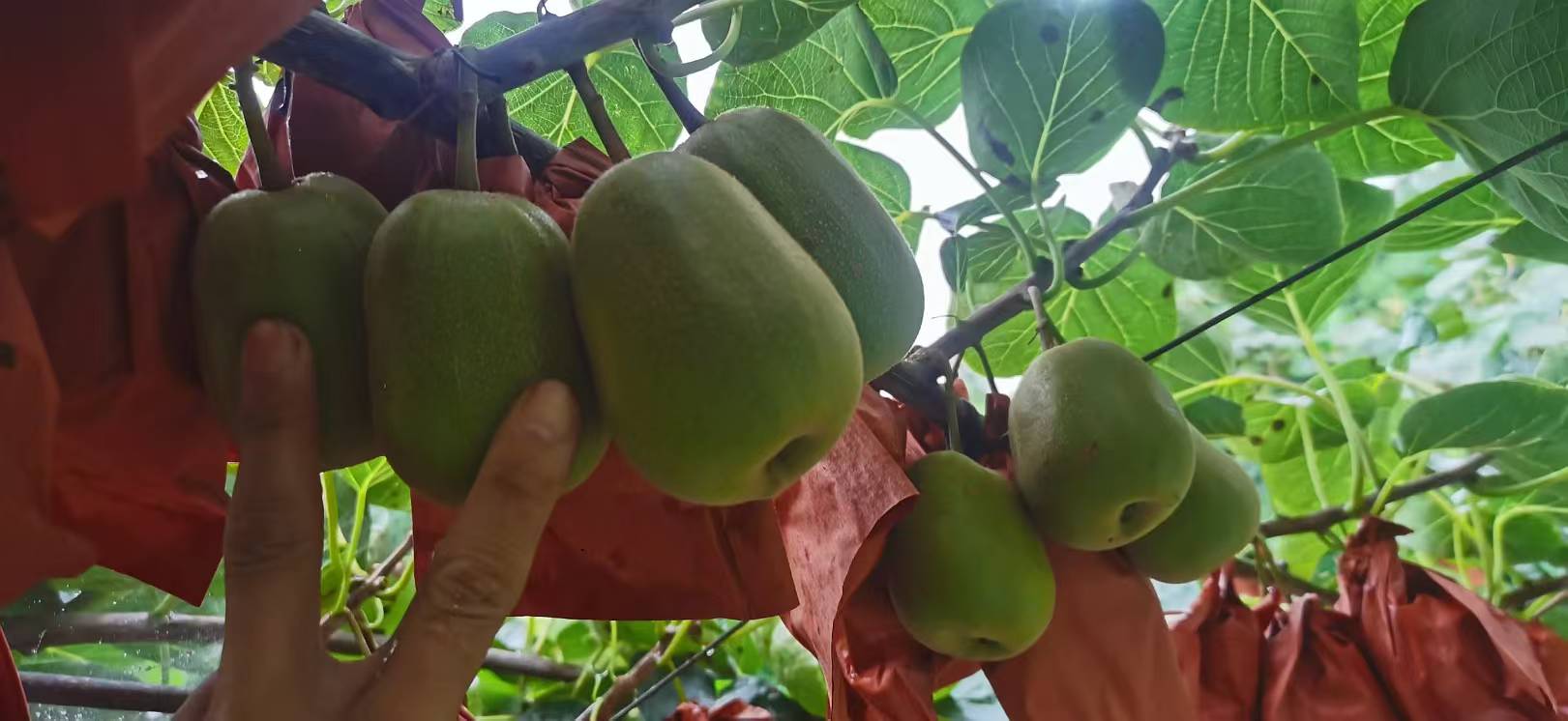 红心猕猴桃采摘后进行分级与包装