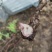 四川正宗竹节参种苗