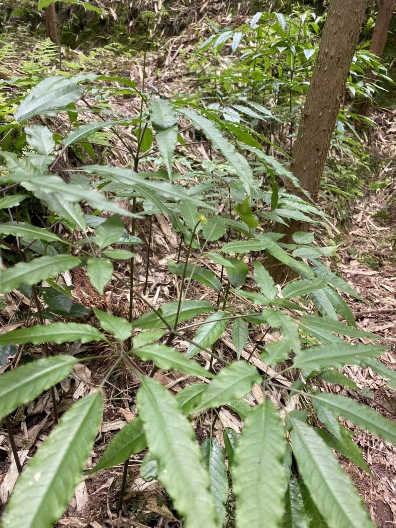 四川正宗竹节参种苗