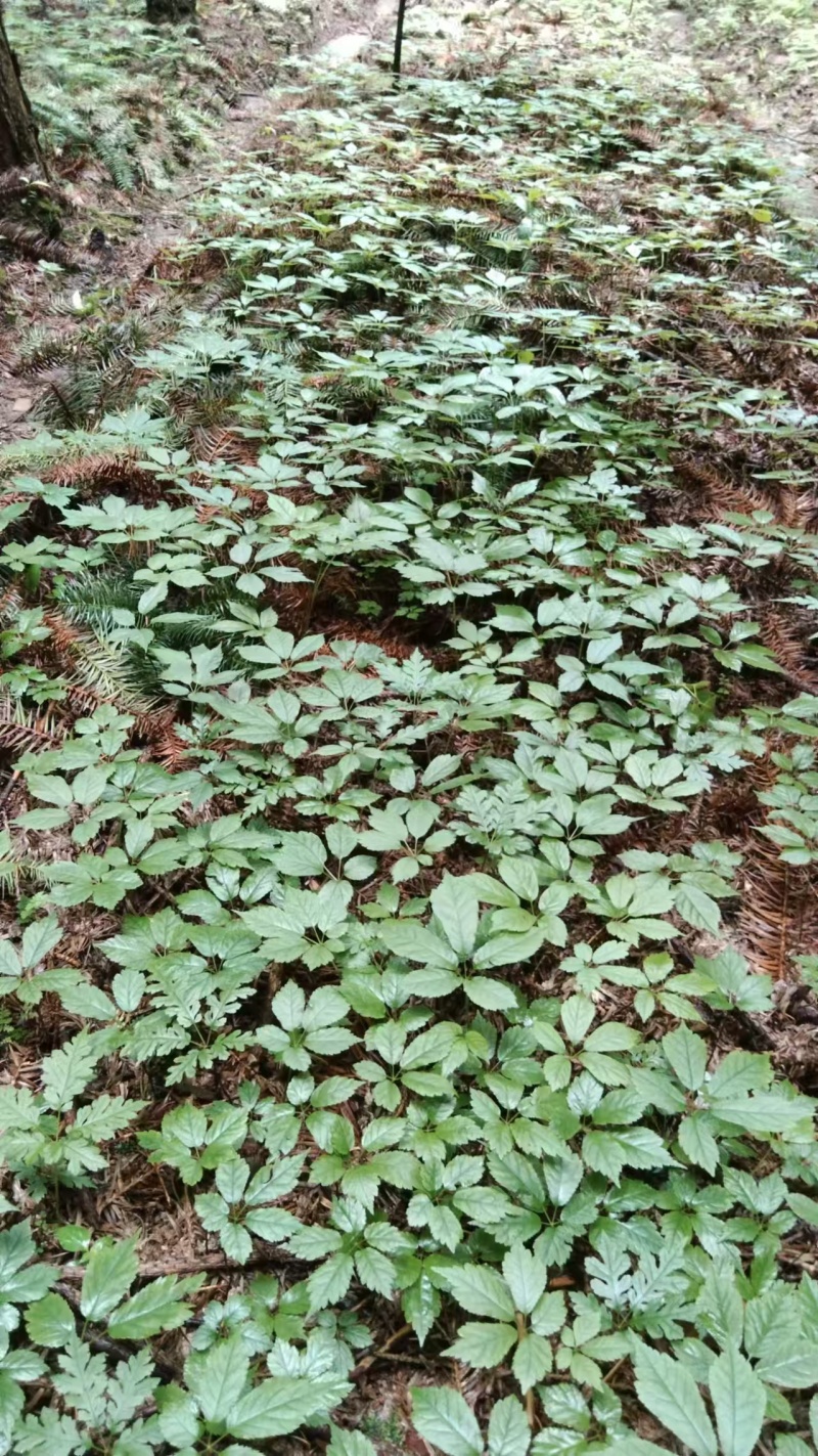 四川正宗竹节参种苗