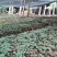 四川正宗竹节参种苗