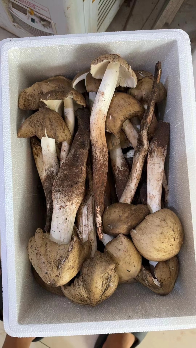 鸡枞菌