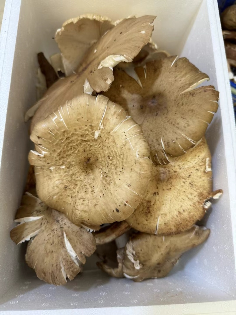 鸡枞菌