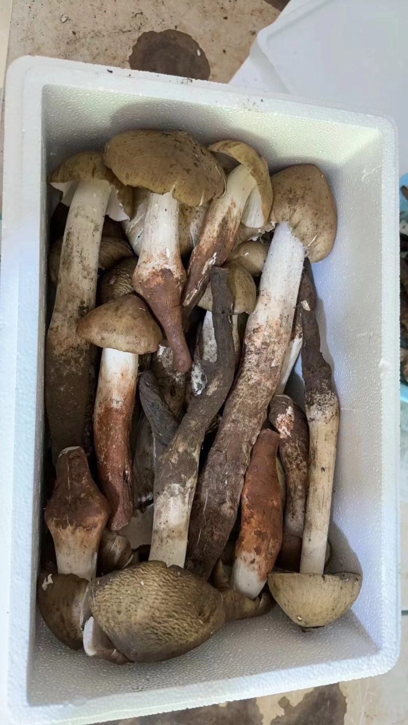 鸡枞菌