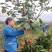 【视频看货】红花三角梅笼型高度70厘米冠幅50厘米品质保证