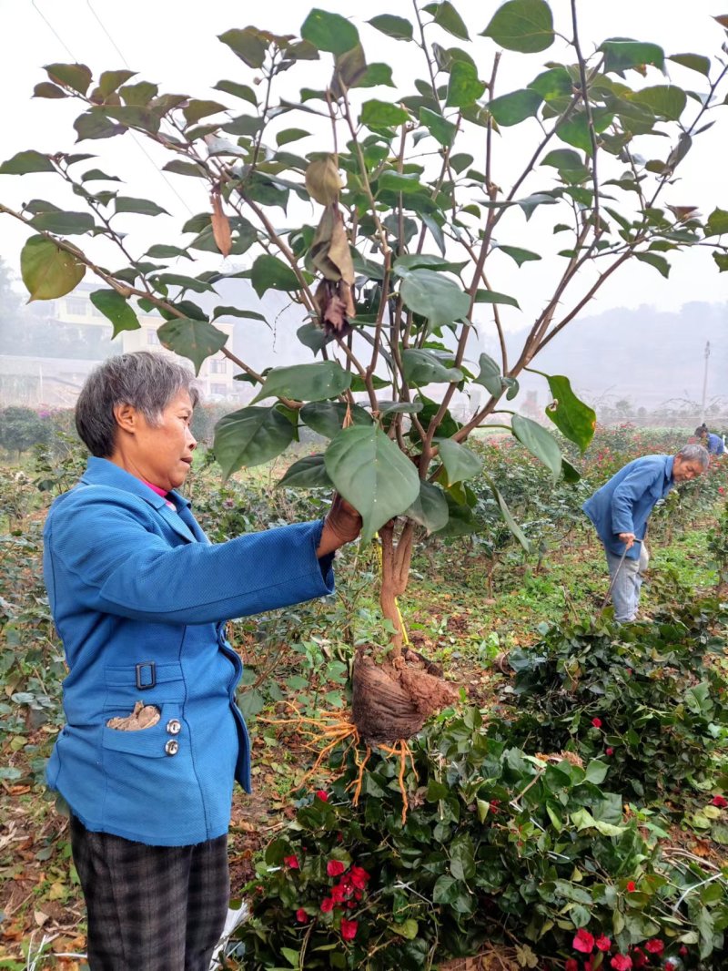【视频看货】红花三角梅笼型高度70厘米冠幅50厘米品质保证