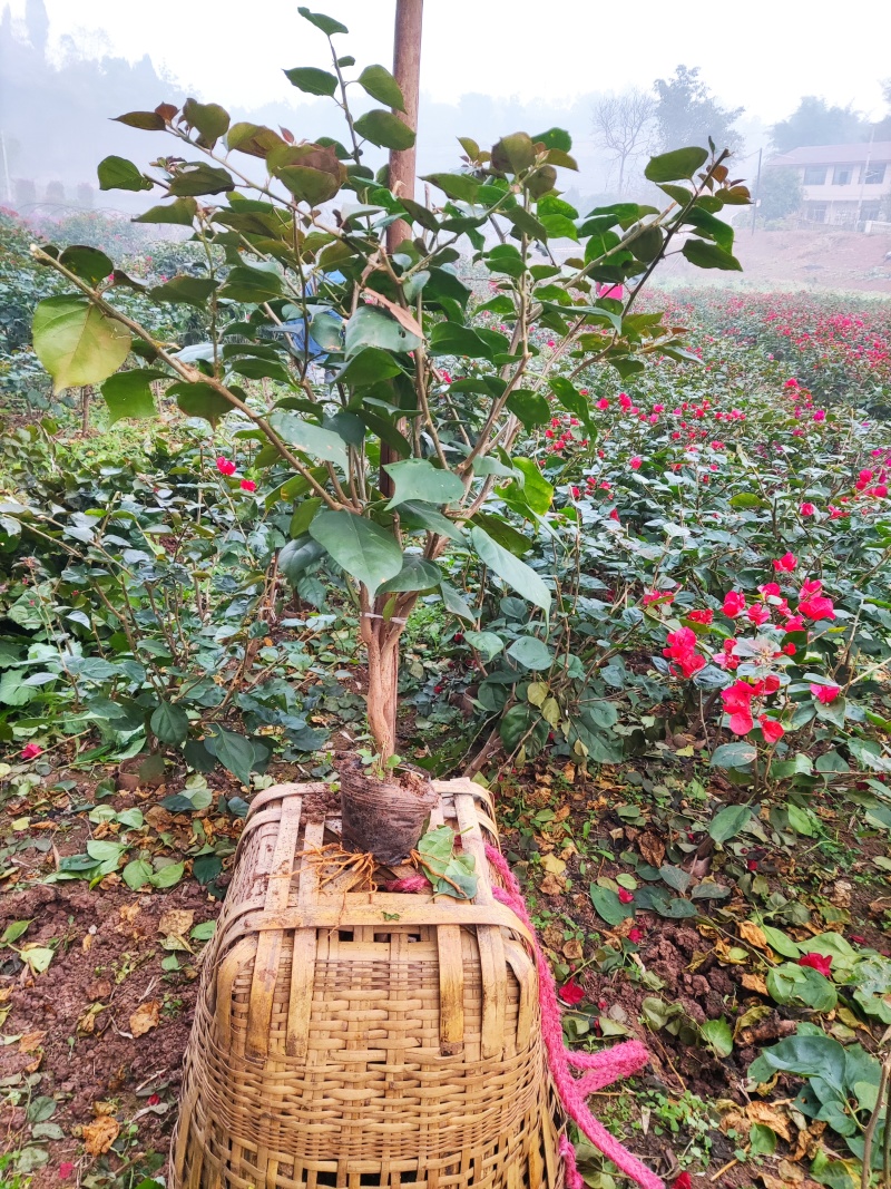 【视频看货】红花三角梅笼型高度70厘米冠幅50厘米品质保证