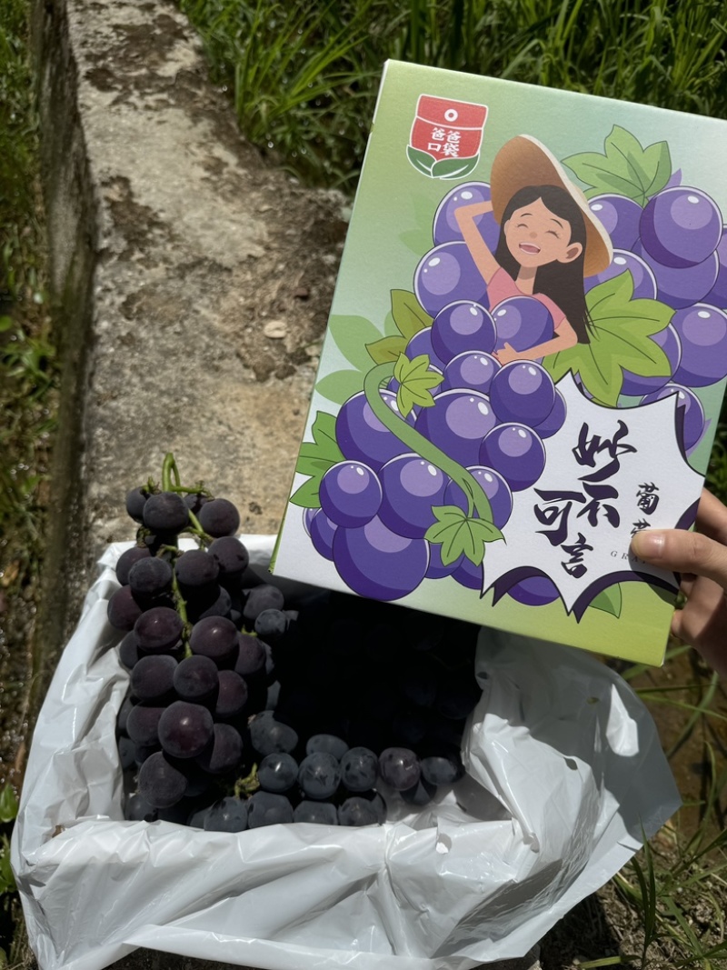 精品礼盒装优质巨丰葡萄，万亩葡萄产地直发量大质优